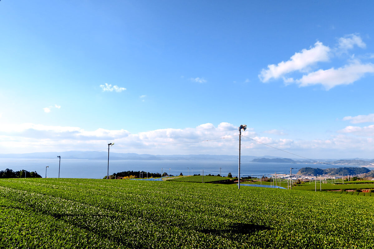 東そのぎの風景